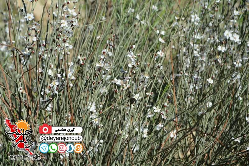 tabiat dalaki 1