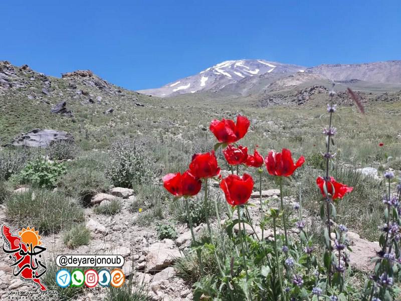 ghole damavand 1