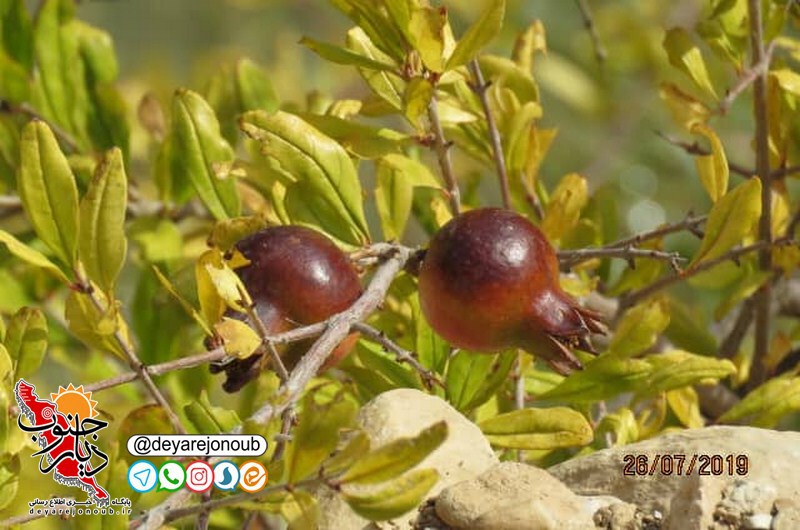 peymayesh abshar domasbi 1