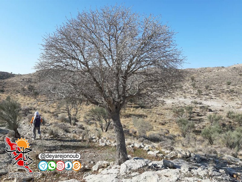 kohnavardi chahbahloo 1