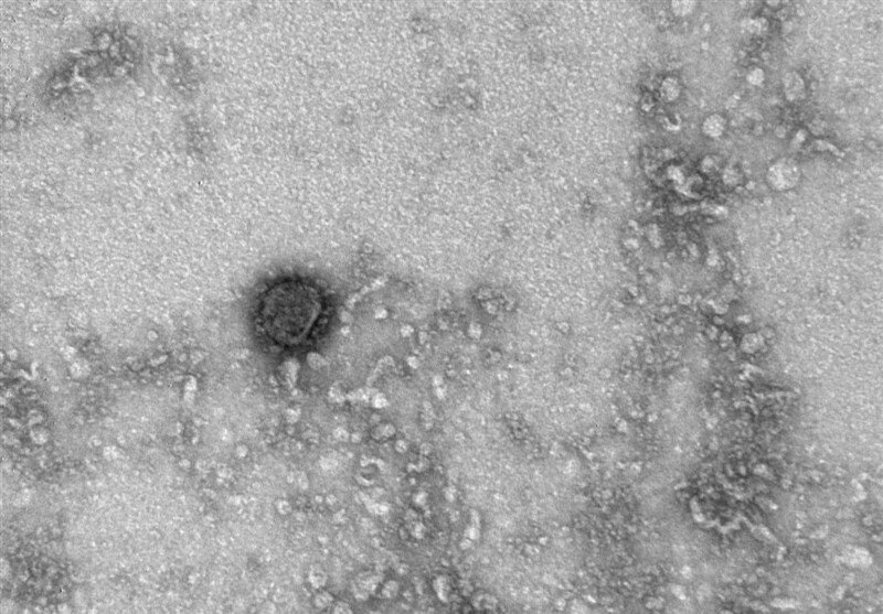 corona virus 1