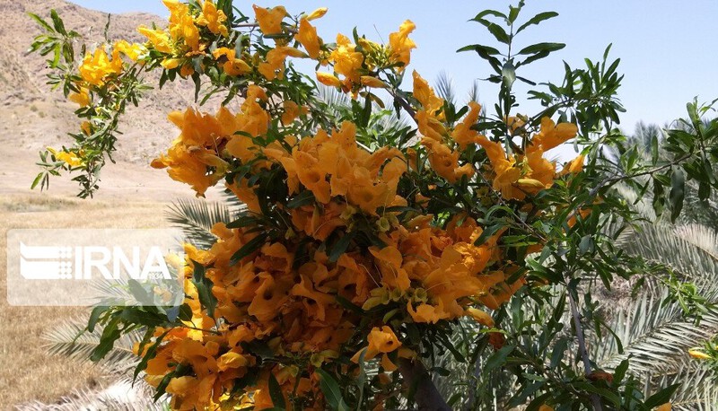 anar sheitan 1