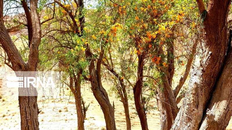 anar sheitan 1
