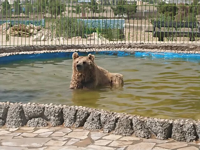 bagh vahsh shiraz