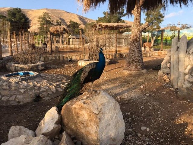 bagh vahsh shiraz
