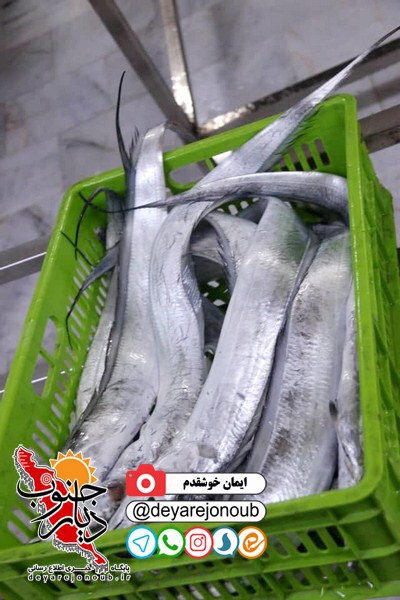 vazdid moaven samt shahrak 1